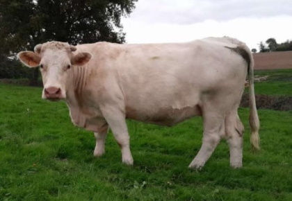 reproductrice charolaise