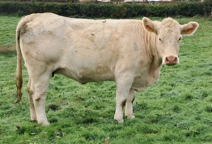 reproductrice charolaise