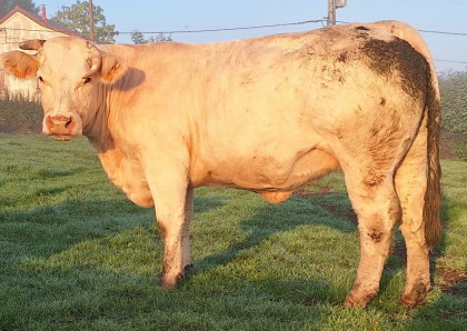 reproductrice charolaise