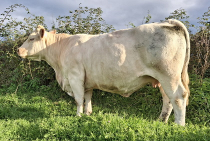 reproductrice charolaise