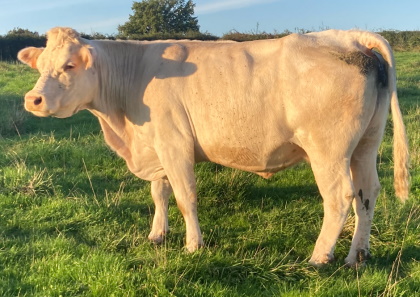 reproductrice charolaise