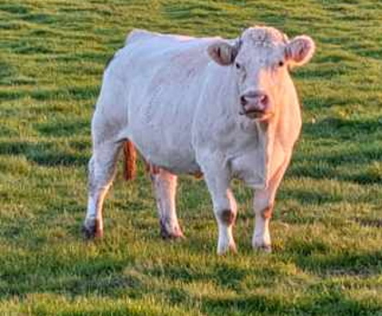 reproductrice charolaise