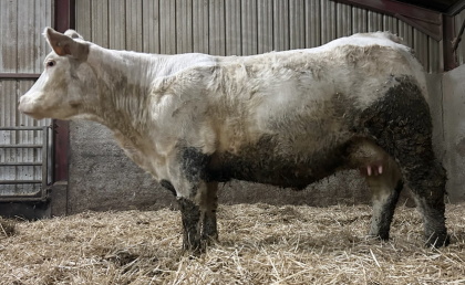 reproductrice charolaise