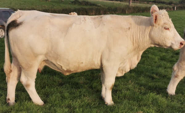 reproductrice charolaise