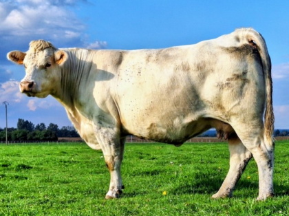 reproductrice charolaise