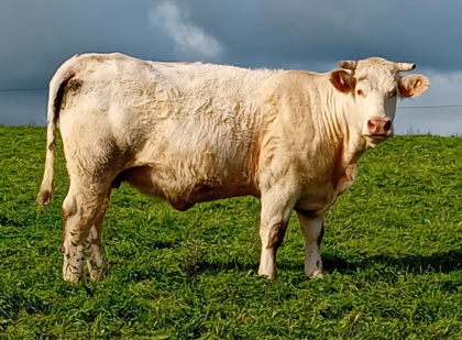 reproductrice charolaise