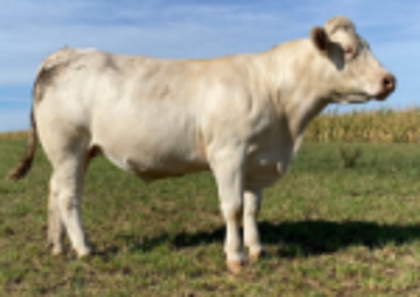 reproductrice charolaise