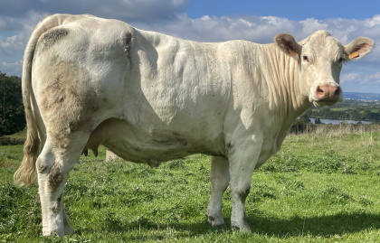 reproductrice charolaise