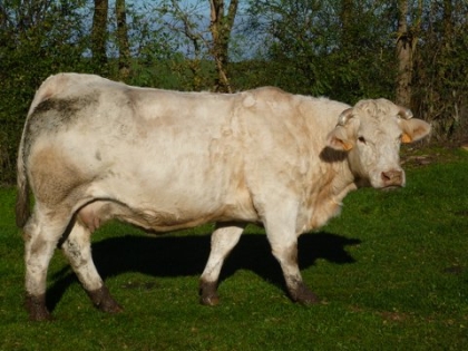 reproductrice charolaise