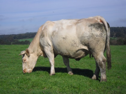 reproductrice charolaise