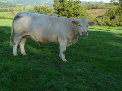 reproductrice charolaise