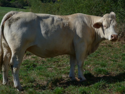 reproductrice charolaise