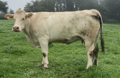 reproductrice charolaise