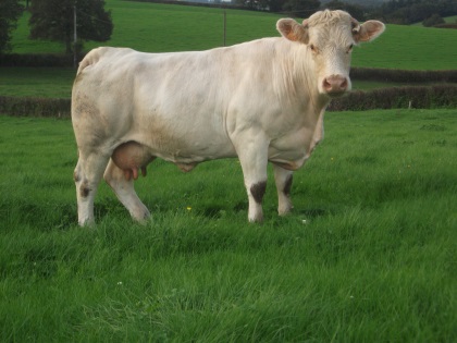 reproductrice charolaise