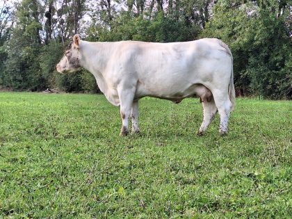 reproductrice charolaise