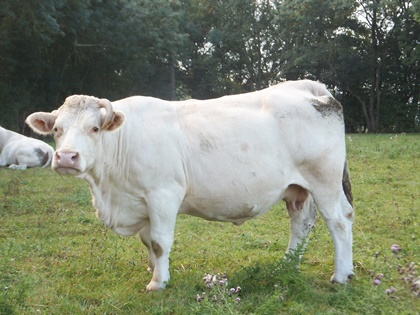 reproductrice charolaise