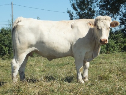 reproductrice charolaise