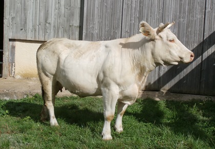reproductrice charolaise