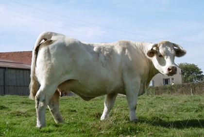 reproductrice charolaise