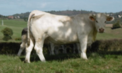 reproductrice charolaise