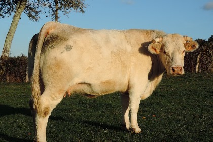 reproductrice charolaise