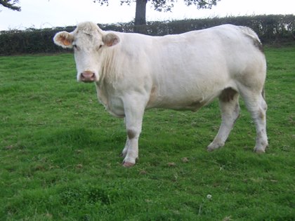 reproductrice charolaise