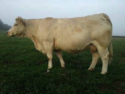 reproductrice charolaise