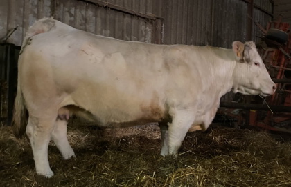 reproductrice charolaise