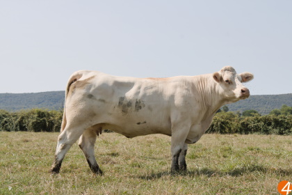 reproductrice charolaise