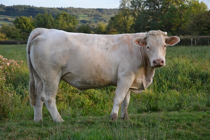 reproductrice charolaise