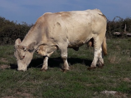 reproductrice charolaise