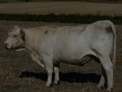 reproductrice charolaise