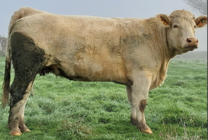 reproductrice charolaise