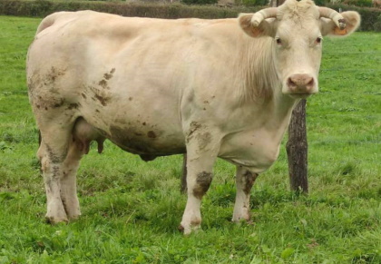reproductrice charolaise
