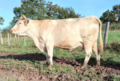 reproductrice charolaise