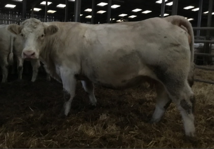 reproductrice charolaise