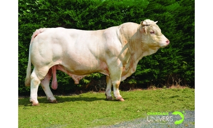 reproducteur charolais inscrit