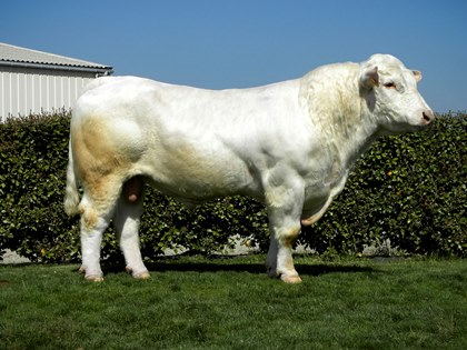 reproducteur charolais inscrit