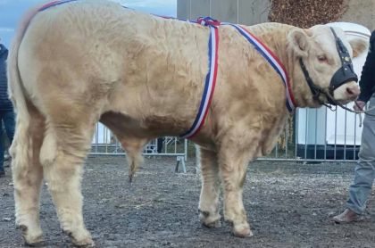 reproducteur charolais inscrit