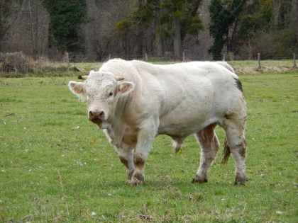reproducteur charolais inscrit