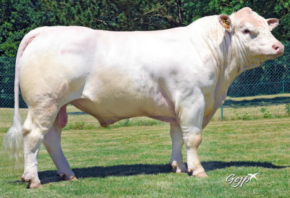 reproducteur charolais inscrit