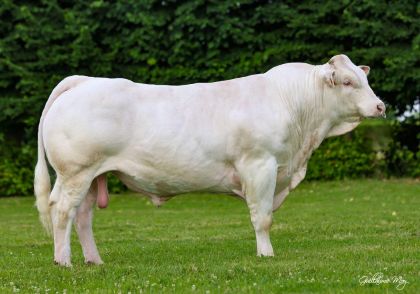 reproducteur charolais inscrit