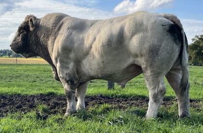 reproducteur charolais inscrit