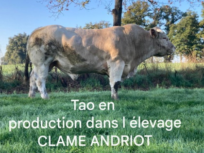reproducteur charolais inscrit