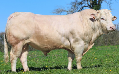 reproducteur charolais inscrit