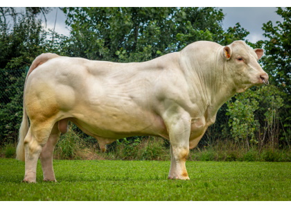 reproducteur charolais inscrit