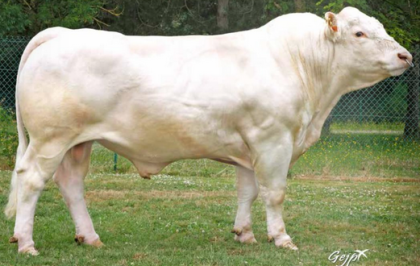 reproducteur charolais inscrit