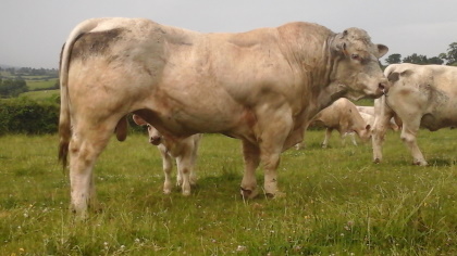 reproducteur charolais inscrit