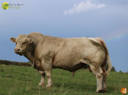 reproducteur charolais inscrit