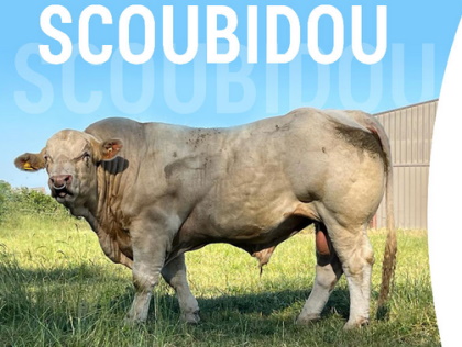 reproducteur charolais inscrit